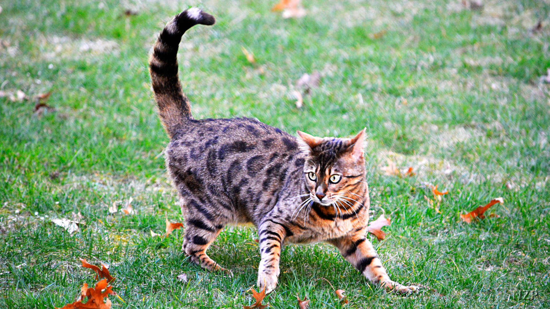 Large chest of a Bengal Cat